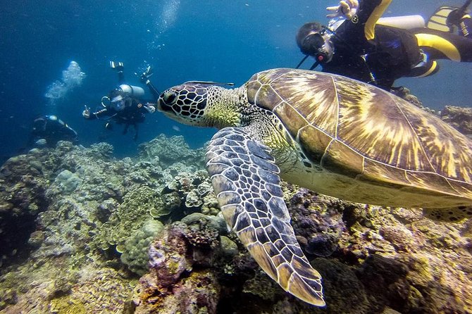 Moalboal Island Hopping (Pescador Island, Sardines and Turtles) - Talisay Point and the chance to see turtles