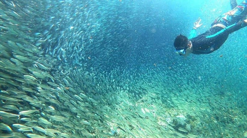 Moalboal: Pescador Island Hopping Adventure and Sardine Run - Turtle watching depends on nature, not the schedule