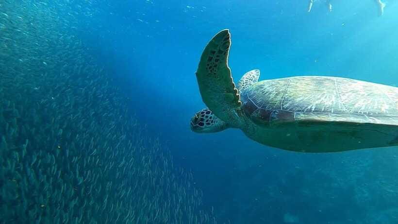 Moalboal: Pescador Island Hopping Adventure and Sardine Run - Who will enjoy this most?