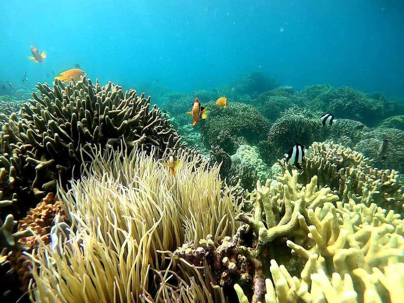 Moalboal: Sardine Run, Turtles and Pescador Island Hopping - Who should book this Moalboal tour?