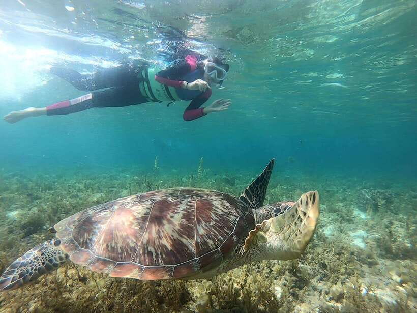 Moalboal: Sardine Run, Turtles and Pescador Island Hopping - Pescador Island and its coral gardens