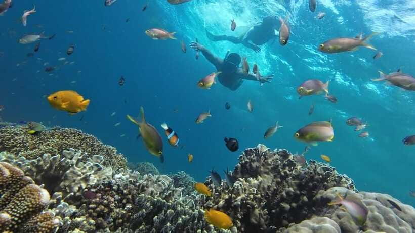 Moalboal: Sardine Run, Turtles and Pescador Island Hopping - What the 3.5-hour water program feels like
