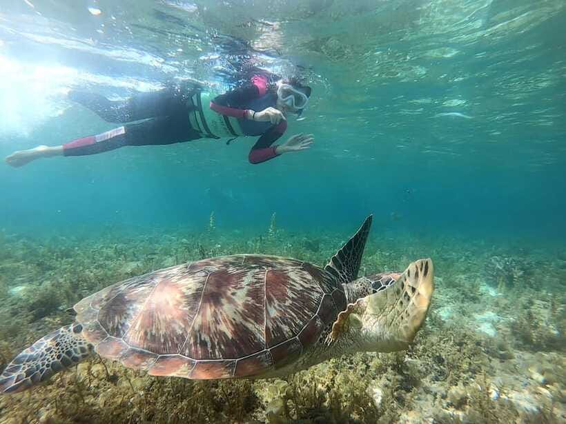 Moalboal: Sardine Run, Turtles and Pescador Island Hopping - Is the price fair at $95 per person?