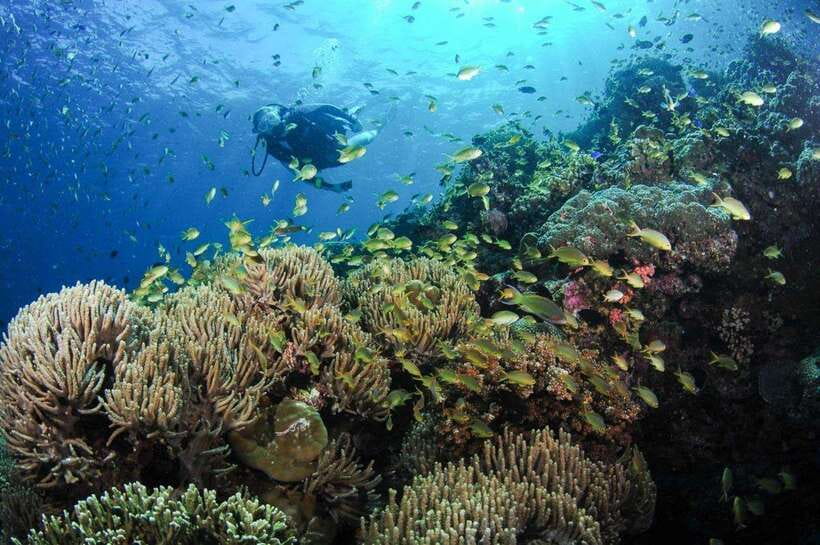 Moalboal: Scuba Diving and Pescador Island Hopping - Why Moalboal’s sardines make this day special