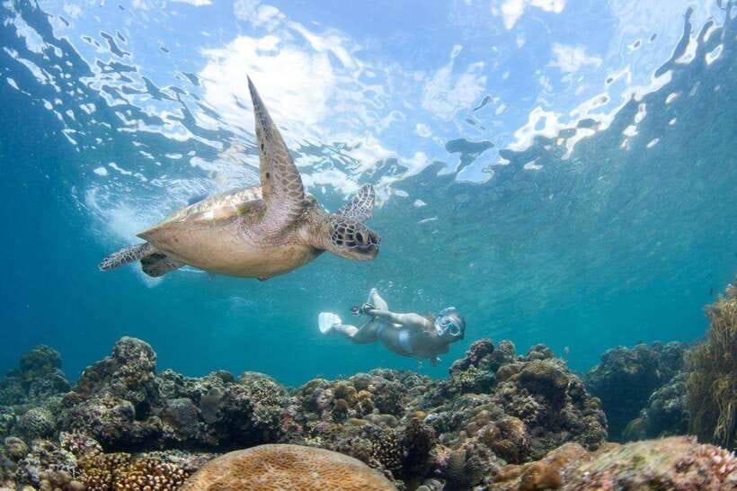 Moalboal: Scuba Diving and Pescador Island Hopping - What you might see below the surface
