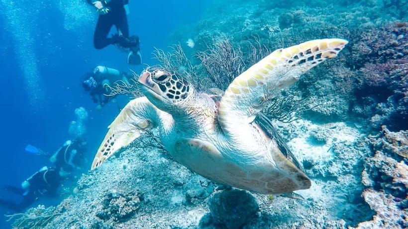 Moalboal: Scuba Diving and Pescador Island Hopping - Booking advice for a smoother day