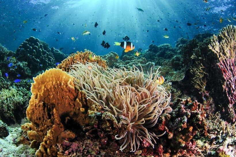 Moalboal: Scuba Diving and Pescador Island Hopping - Two scuba sessions around Pescador Island