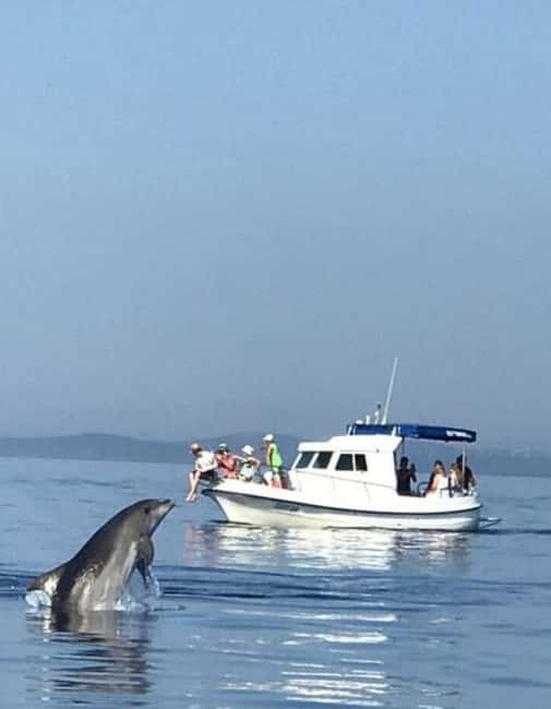 Molat Island Dolphin Watching Boat Tour 6hours TOUR - Who will enjoy this most