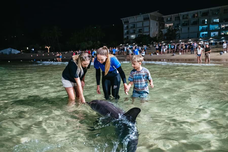 Moreton Island: Marine Discovery Cruise & Dolphin Feeding - The Marine Discovery Cruise is a wildlife search, not a guarantee