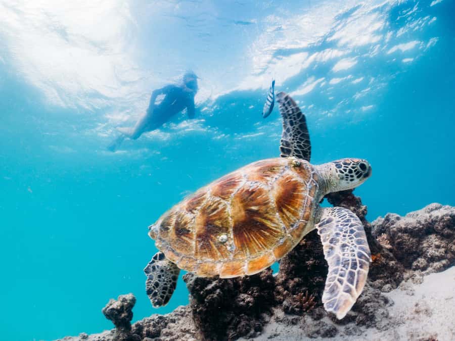 Moreton Island: Marine Discovery Cruise & Dolphin Viewing - What the Marine Discovery Cruise can and cannot promise