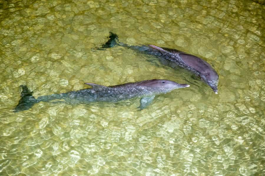 Moreton Island: Marine Discovery Cruise & Dolphin Viewing - Tangalooma Resort, lunch, and the problem of too much choice