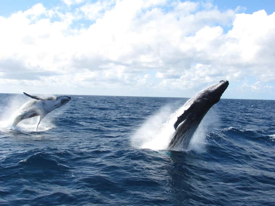Moreton Island: Tangalooma Day Trip & Whale Watching Cruise - Boarding the catamaran at about noon