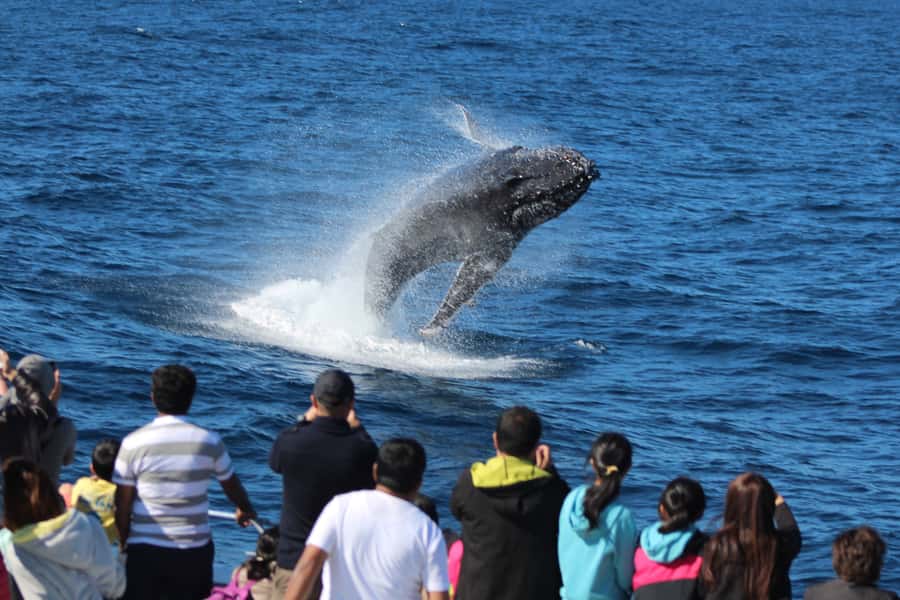 Moreton Island: Tangalooma Day Trip & Whale Watching Cruise - Tangalooma Island Resort: access with a tight clock