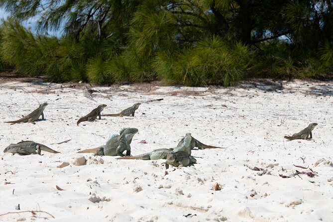 Morning Half Day Cruise from Providenciales with Snorkeling and Iguana Island - What this Providenciales morning cruise actually delivers