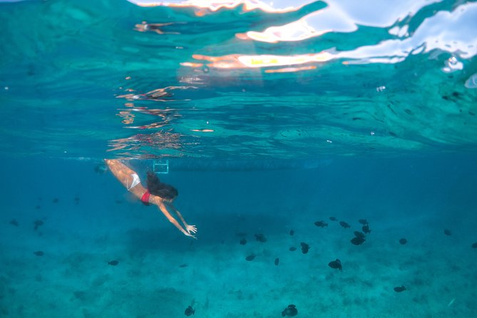 Morning Half Day Cruise from Providenciales with Snorkeling and Iguana Island - Snorkeling over coral and tropical fish