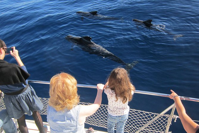 Most Famous Catamaran in Tenerife Island (2 hours and 3 hours tours) - Watching pilot whales and dolphins responsibly
