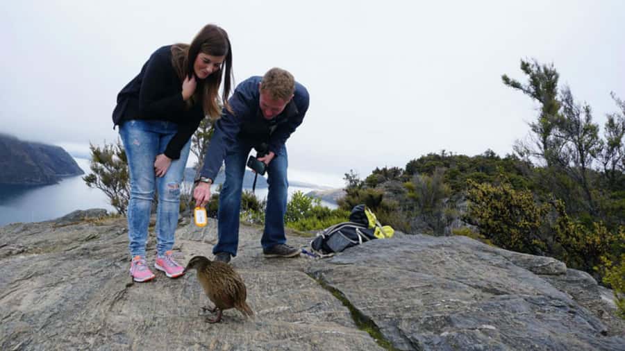 Mou Waho Island: 3-Hour Cruise and Guided Nature Walk - Key points to know before you book