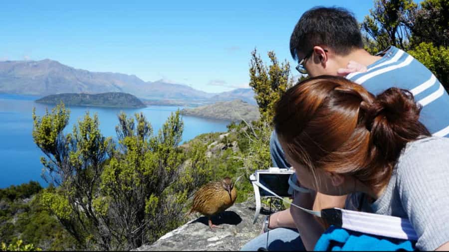 Mou Waho Island: 3-Hour Cruise and Guided Nature Walk - Why Mou Waho Island is different from a standard lake cruise