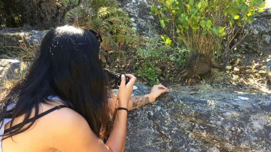 Mou Waho Island: 3-Hour Cruise and Guided Nature Walk - Wildlife and conservation along the track