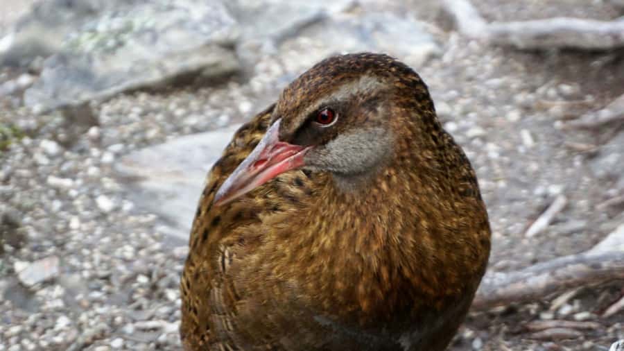 Mou Waho Island: 3-Hour Cruise and Guided Nature Walk - How difficult is the 1-kilometer walk?