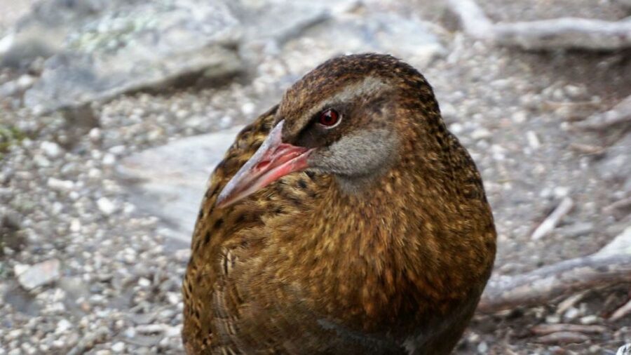 Mou Waho Island: 3-Hour Cruise and Guided Nature Walk - Is $101 good value for three hours?