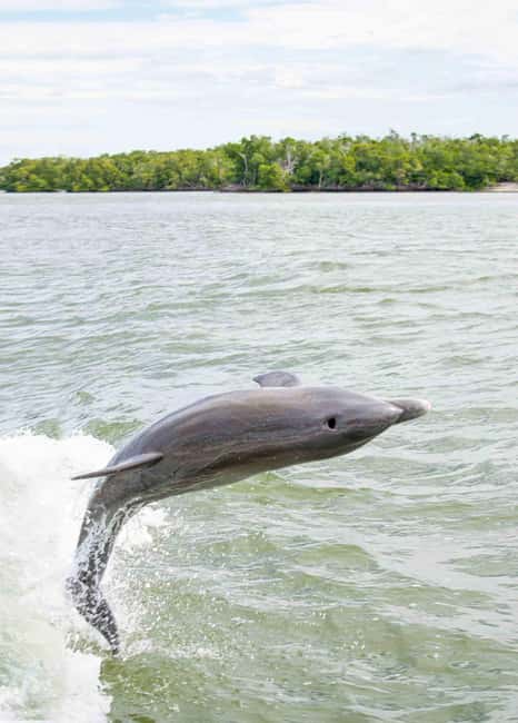 Naples: 10,000 Islands Boat and Wildlife Tour - Following the Faka Union Canal