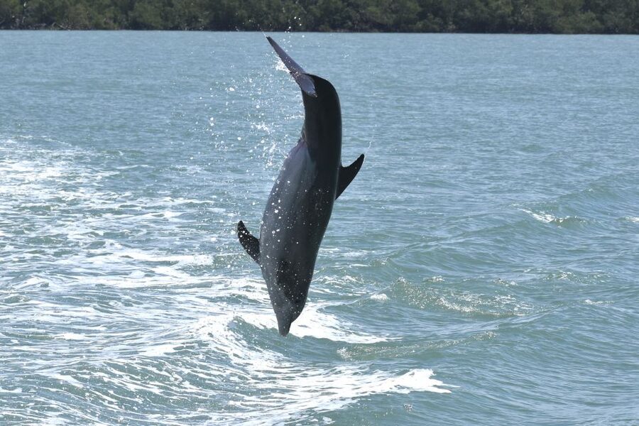 Naples, FL: Manatee, Dolphin, 10,000 Islands Sunset Cruise - Whitehorse Key Beach Stop