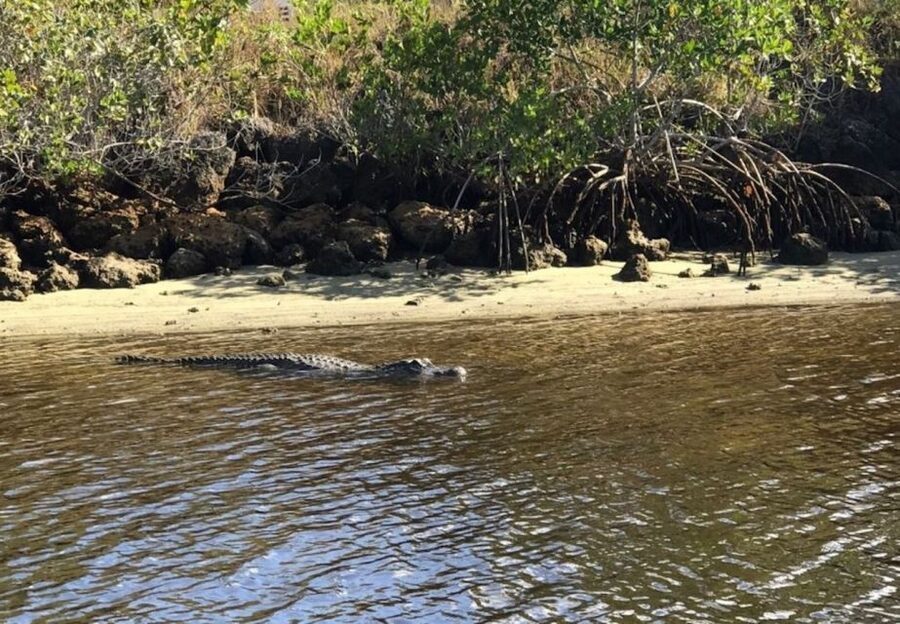 Naples, FL: Manatee, Dolphin, 10,000 Islands Sunset Cruise - Practical Details Before You Go