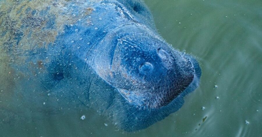 Naples, FL: Manatee, Dolphin, 10,000 Islands Sunset Cruise - Should You Book the Naples Sunset Cruise?