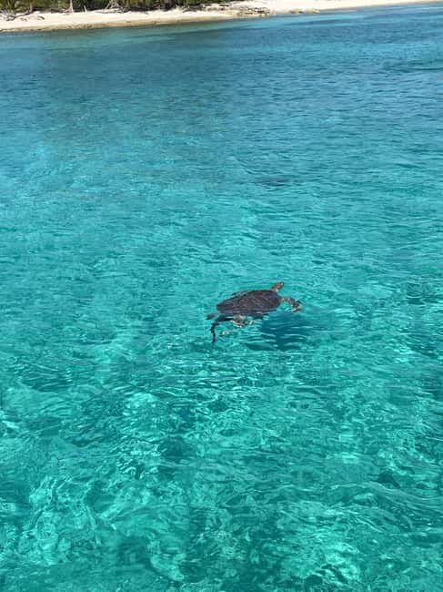 Nassau: 3 Islands Boat w/ Swimming Pigs, Snorkeling & Turtle - Green Cay and the search for sea turtles