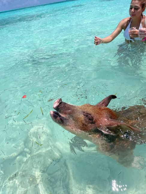 Nassau: 3 Islands Boat w/ Swimming Pigs, Snorkeling & Turtle - Rose Island pigs, beach time, and the main photo stop