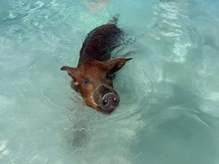 Nassau: 3 Islands Boat w/ Swimming Pigs, Snorkeling & Turtle - Who will enjoy this outing most