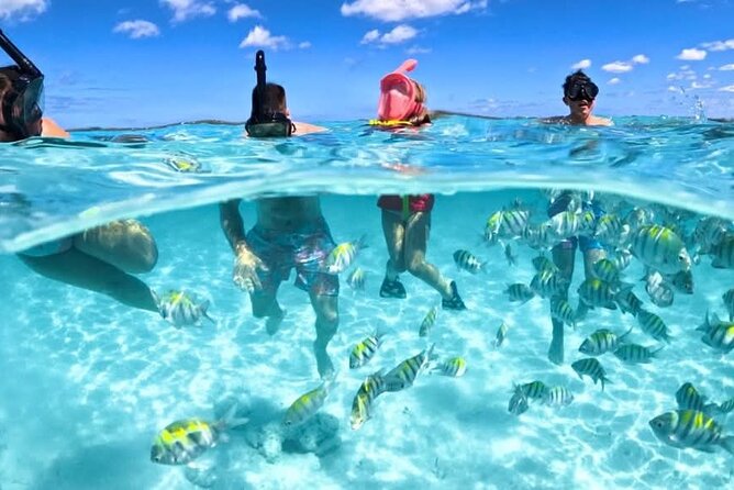 Nassau: 3 islands Pigs,Turtles,Snorkel & Beach Club with lunch - The Nassau boat trip in six useful points