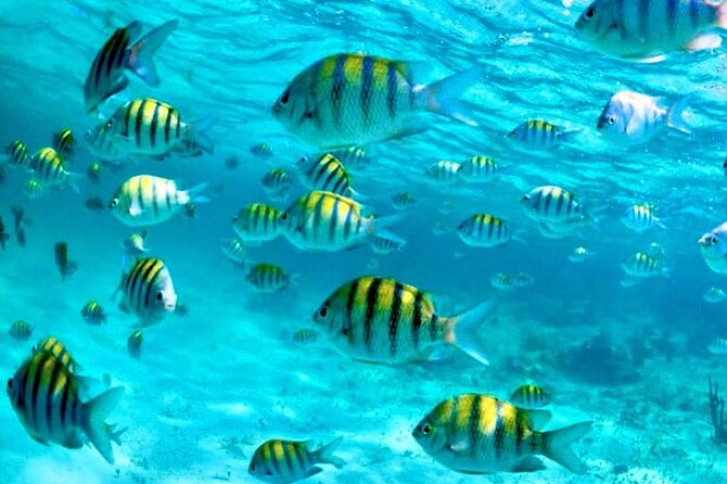 Nassau: 3 islands Pigs,Turtles,Snorkel & Beach Club with lunch - Leaving Nassau by speedboat