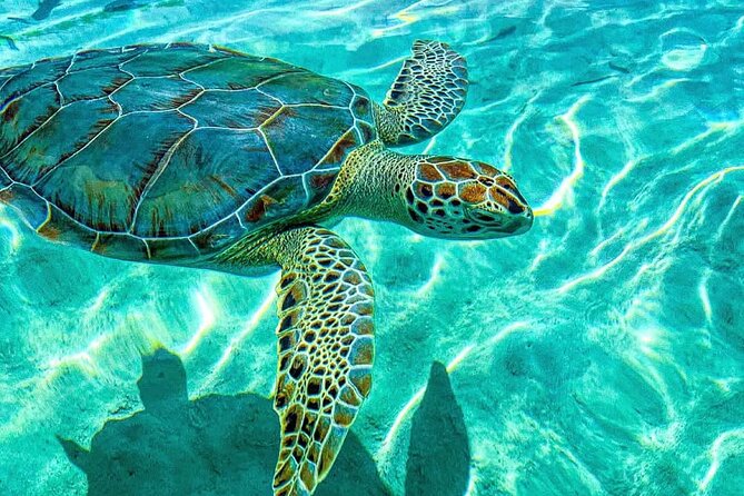 Nassau: 3 islands Pigs,Turtles,Snorkel & Beach Club with lunch - Pearl Island reef snorkeling