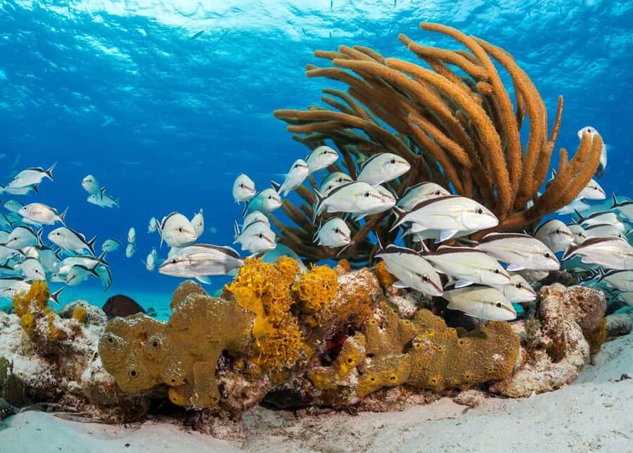 Nassau: 3 Islands Tour, Snorkel, Pig Beach, Turtles & Lunch - FAQ