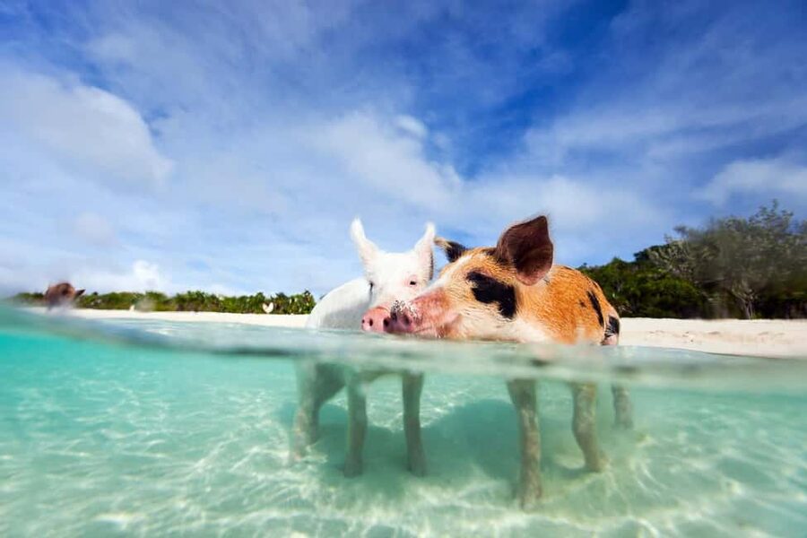Nassau: 3 Islands Tour, Snorkel, Pig Beach, Turtles & Lunch - Pearl Island Starts the Water Time