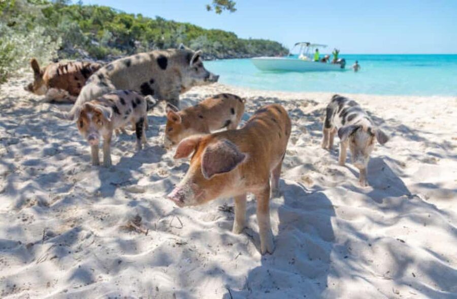 Nassau: 3 Islands Tour, Snorkel, Pig Beach, Turtles & Lunch - Tips for Cruise Passengers and Families
