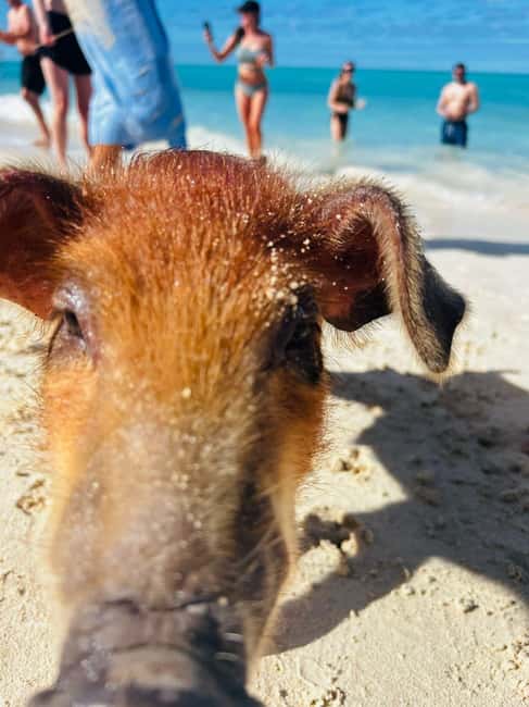 Nassau: 3 Islands Tour, Snorkel, Pig Beach, Turtles & Lunch - Rose Island Brings the Beach, BBQ, and Pigs
