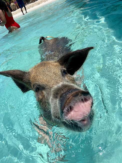 Nassau: Discover Exuma Island Hopping and Swimming Pigs Tour - Key points to know before booking