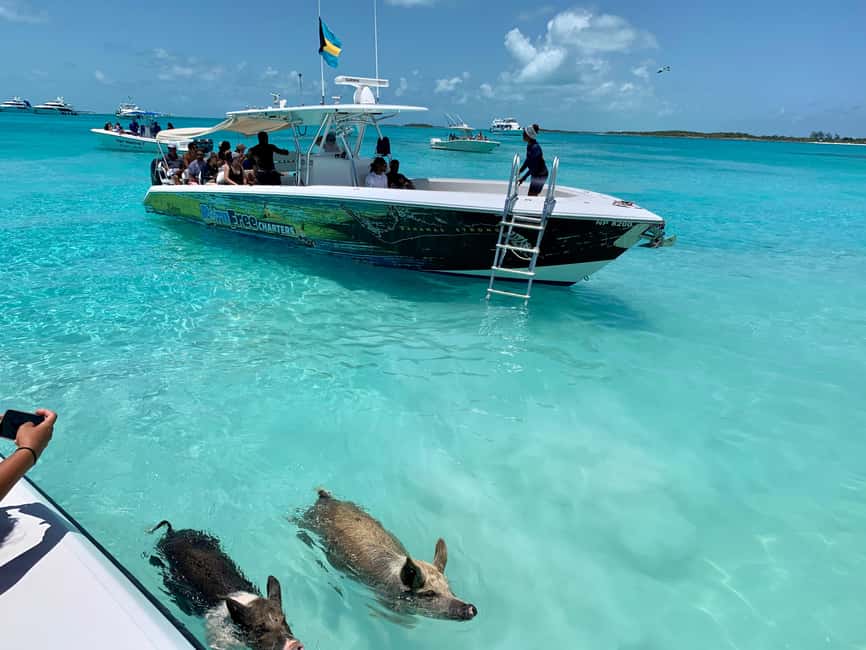 Nassau: Discover Exuma Island Hopping and Swimming Pigs Tour - Allen’s Cay and its rare Rock Iguanas