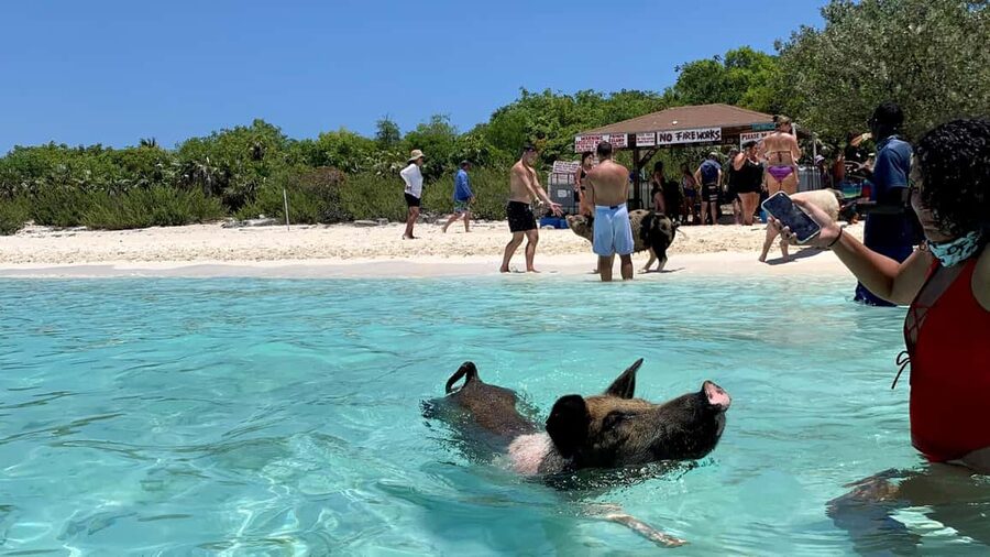 Nassau: Discover Exuma Island Hopping and Swimming Pigs Tour - Nurse sharks at Compass Cay Marina