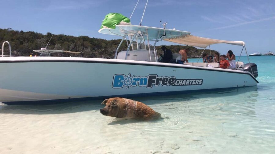 Nassau: Discover Exuma Island Hopping and Swimming Pigs Tour - Big Major’s Cay and the famous swimming pigs