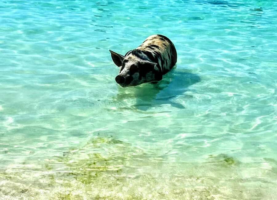 Nassau: Island Hopping Boat Trip with Lunch & Drinks - Key points to know before booking