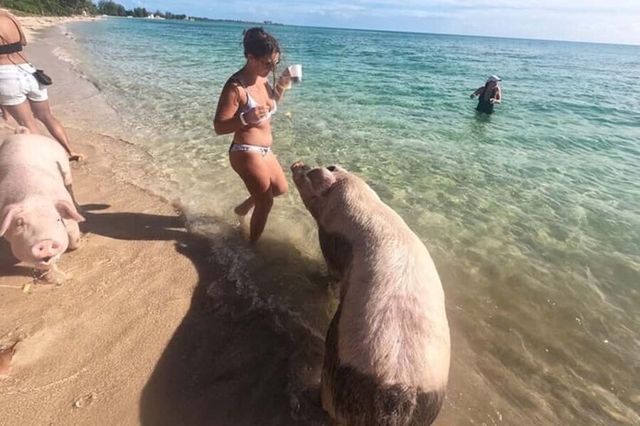 Nassau: Island Hopping Boat Trip with Lunch & Drinks - Pig Beach delivers the clearest highlight