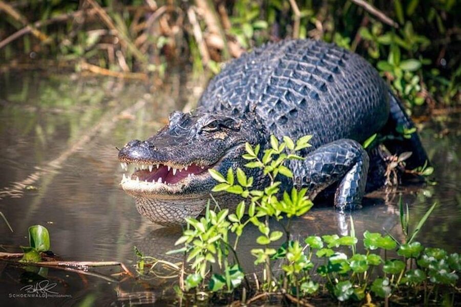 New Orleans: Honey Island Swamp and Bayou Boat Tour - Key points before you book