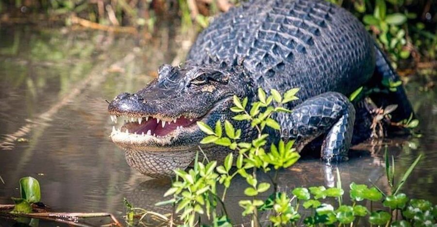 New Orleans: Honey Island Swamp and Bayou Boat Tour - Why Honey Island Swamp makes a good side trip from New Orleans