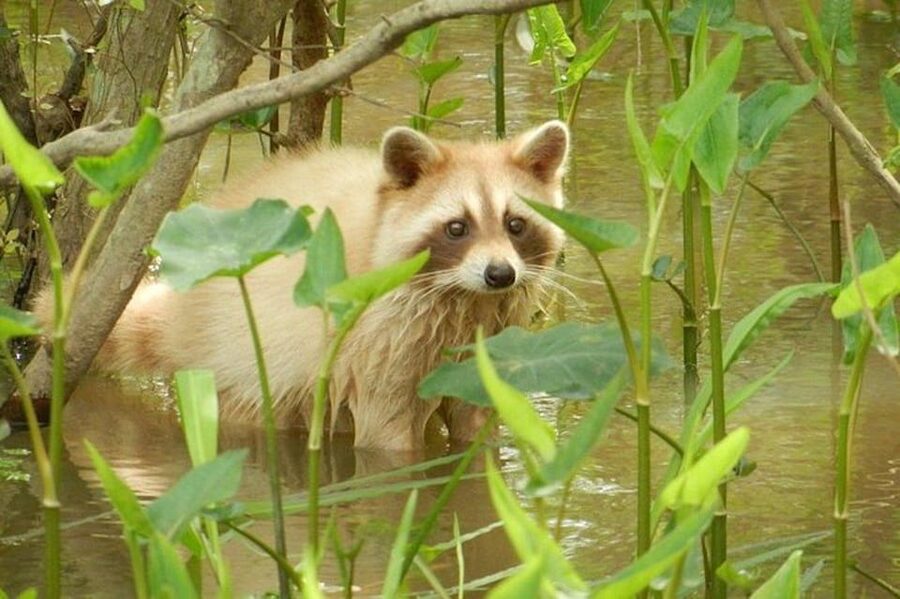 New Orleans: Honey Island Swamp and Bayou Boat Tour - Narrow channels and the search for wildlife