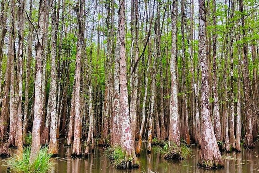 New Orleans: Honey Island Swamp and Bayou Boat Tour - How the $37 price holds up
