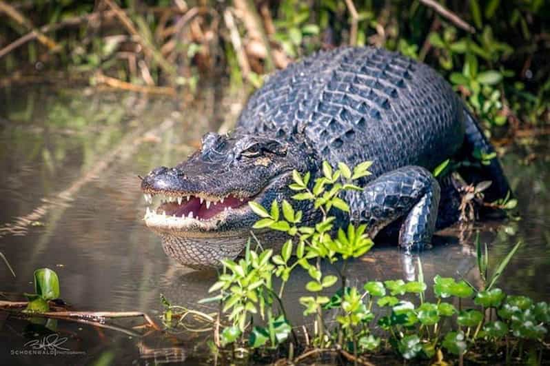 New Orleans: Honey Island Swamp and Bayou Boat Tour - Weather, comfort, and who should skip it